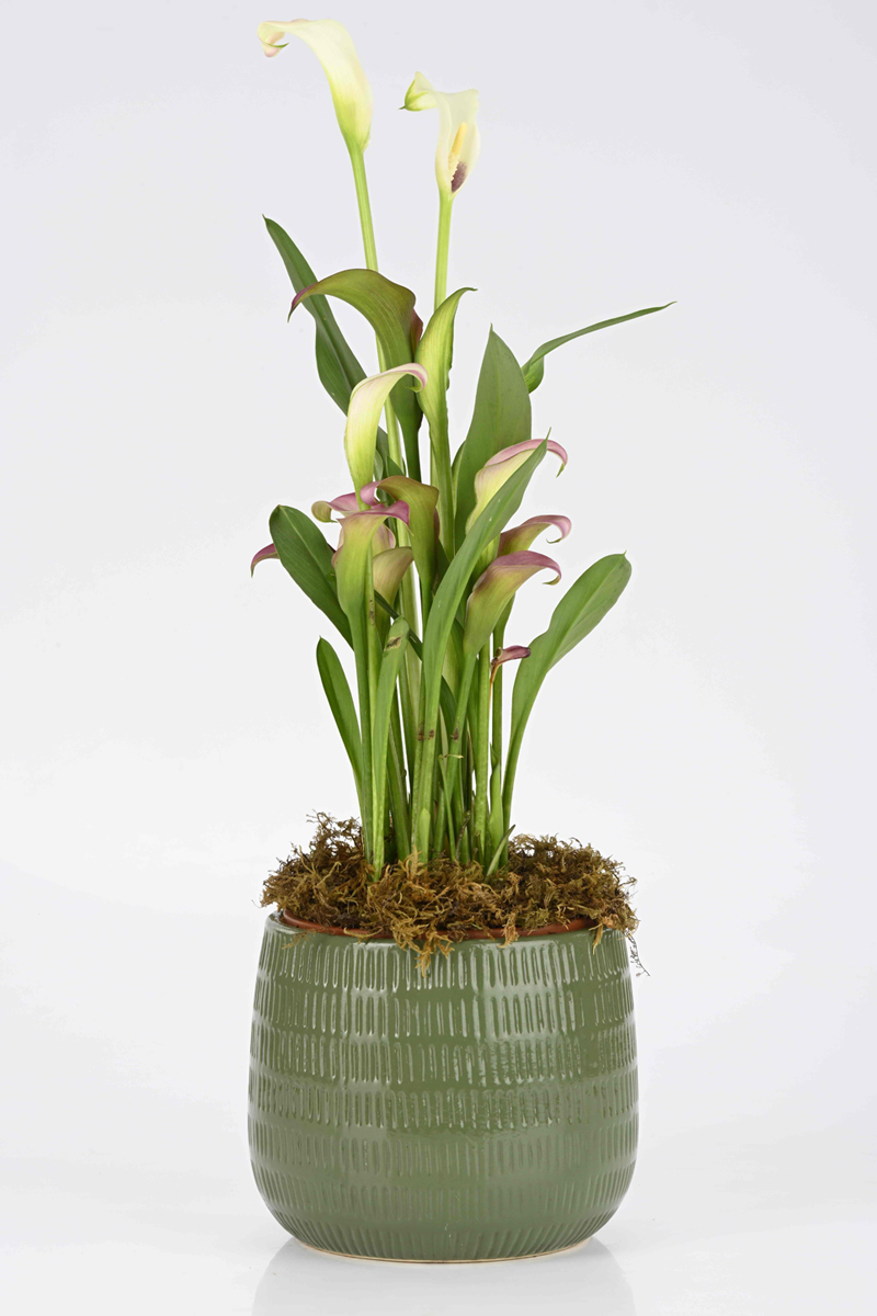 Large Green Plant 29