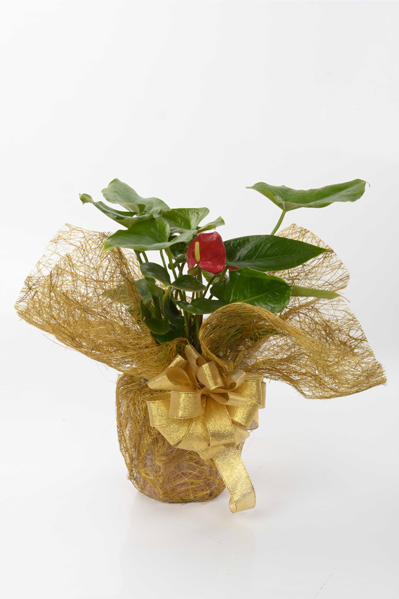 Large Green Plant 28