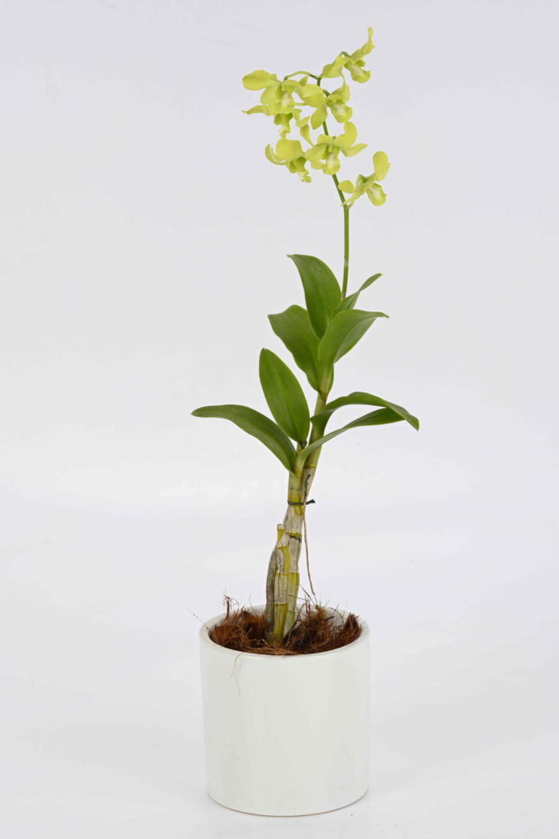Large Green Plant 28