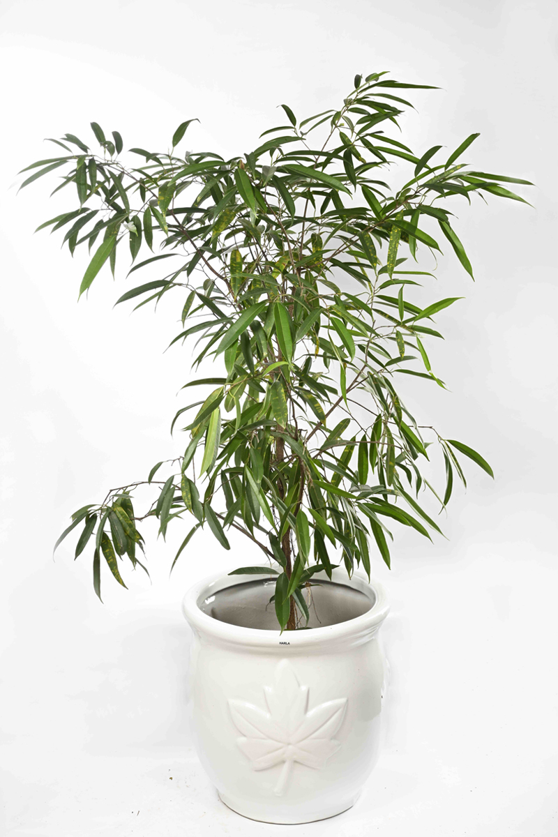Large Green Plant 7