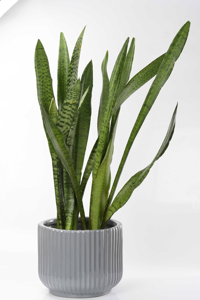 Large Green Plant 29