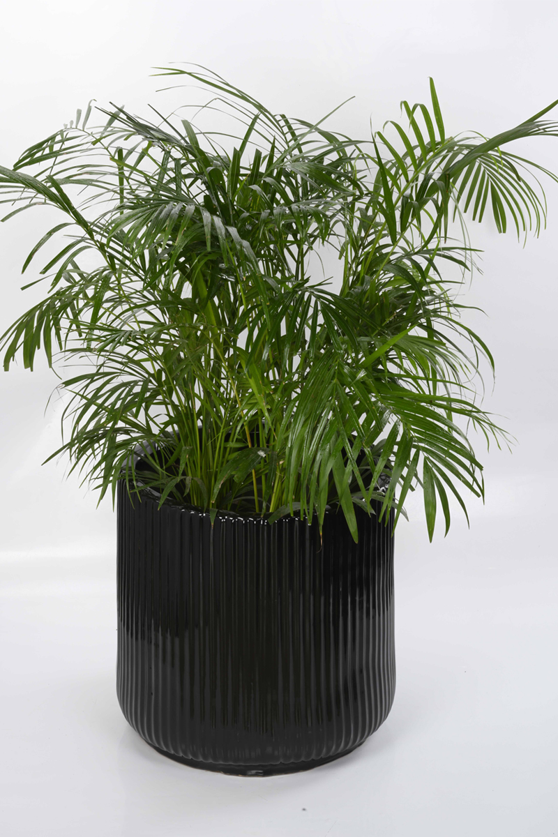 Large Green Plant 29