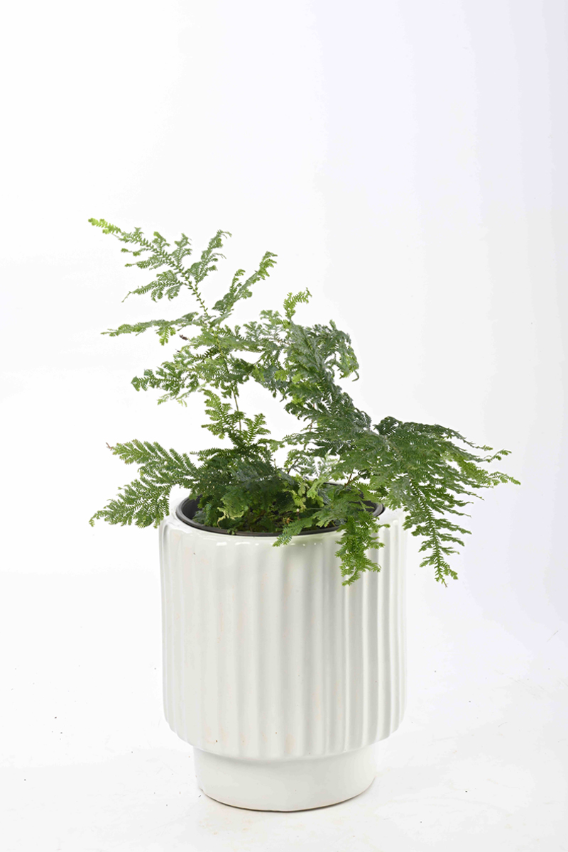 Large Green Plant 29