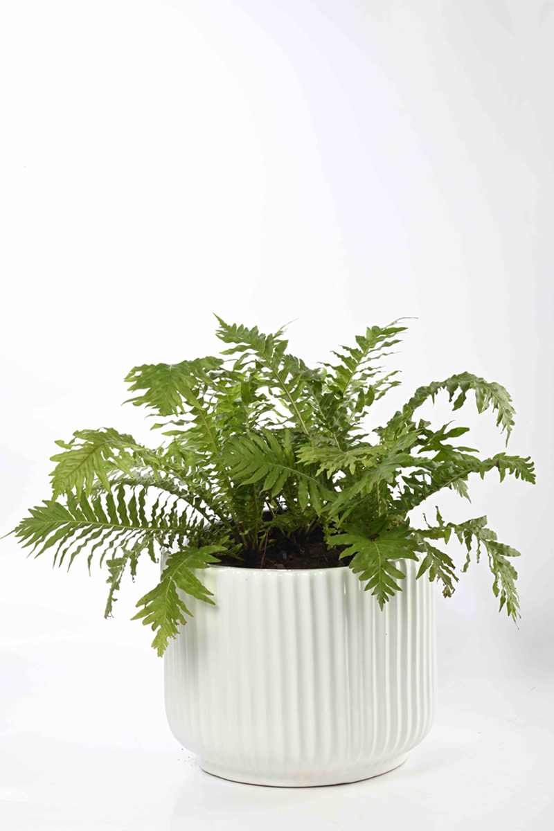 Large Green Plant 29
