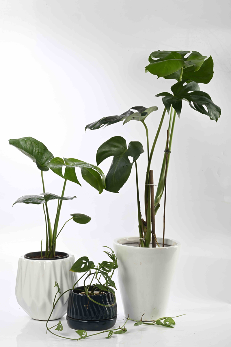 Large Green Plant 29
