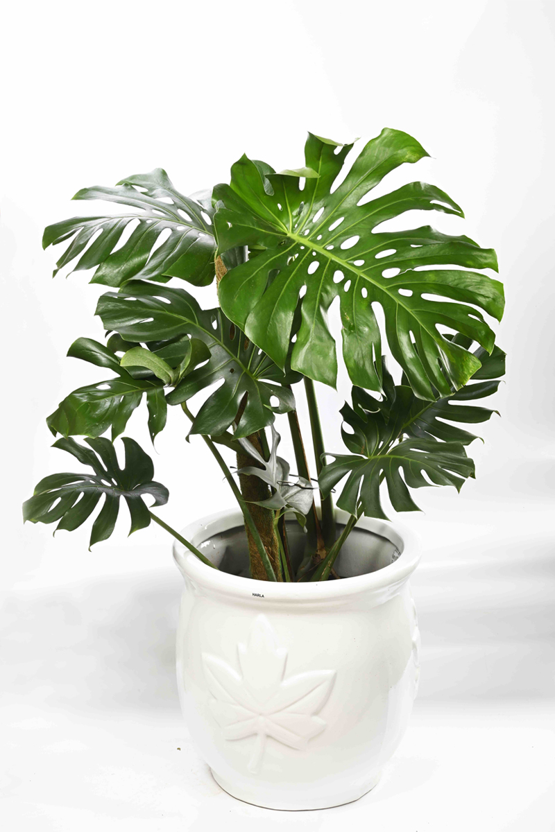 Large Green Plant 7