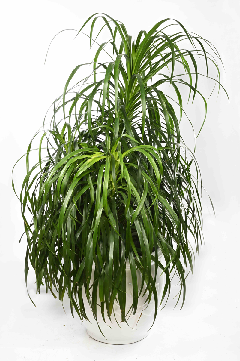 Large Green Plant 28