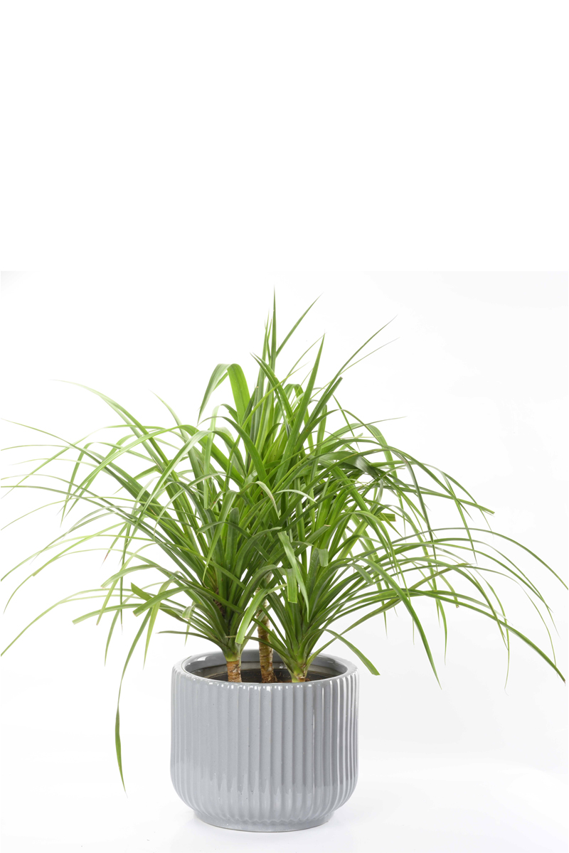Large Green Plant 29