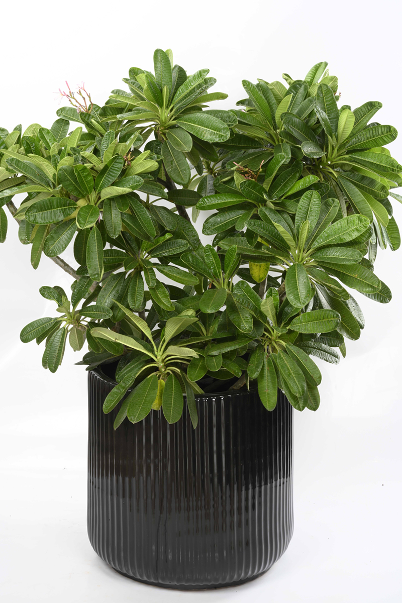 Large Green Plant 29