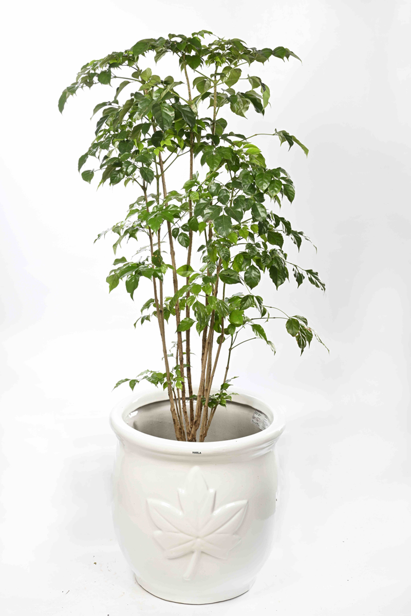 Large Green Plant 29