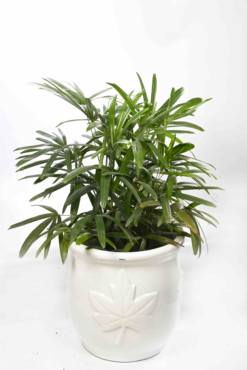 Large Green Plant 29