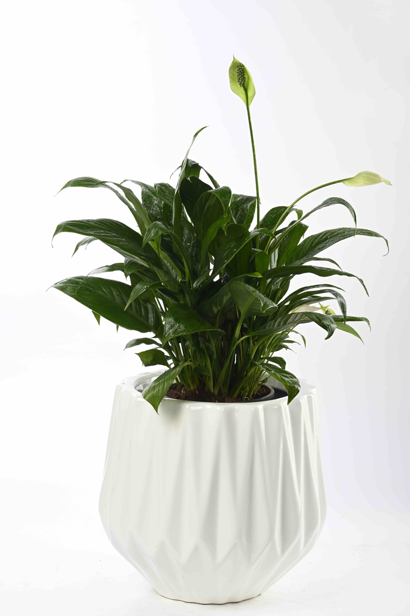Large Green Plant 29