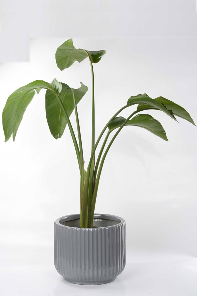 Large Green Plant 29