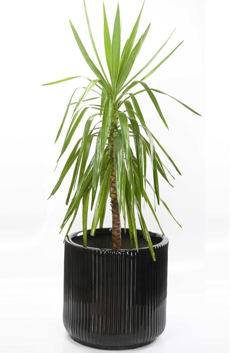 Large Green Plants