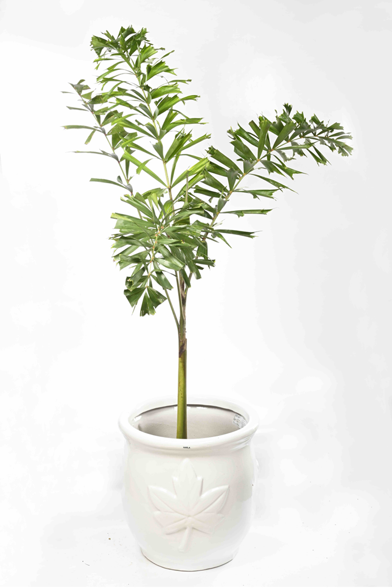 Large Green Plant 28