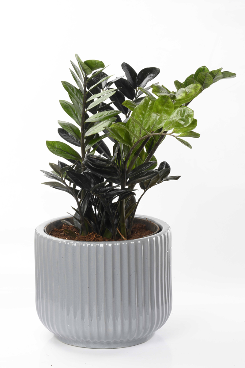 Large Green Plant 29