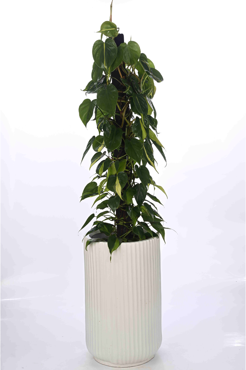 Large Green Plant 29