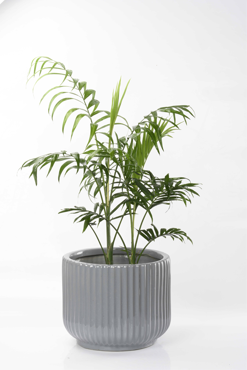 Large Green Plant 28