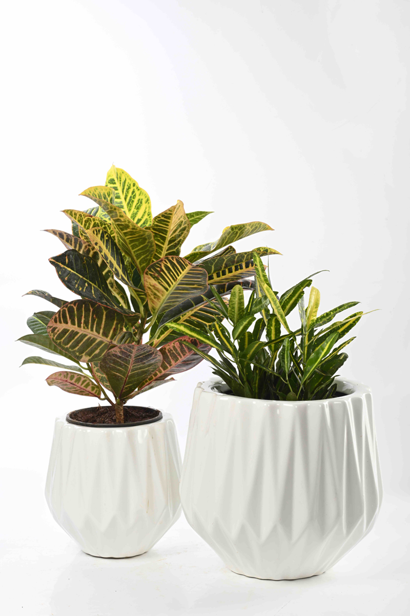 Large Green Plant 29