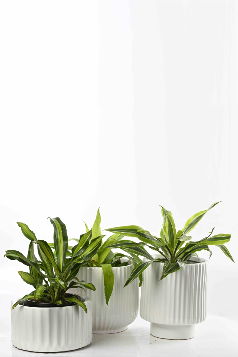 Large Green Plant 28