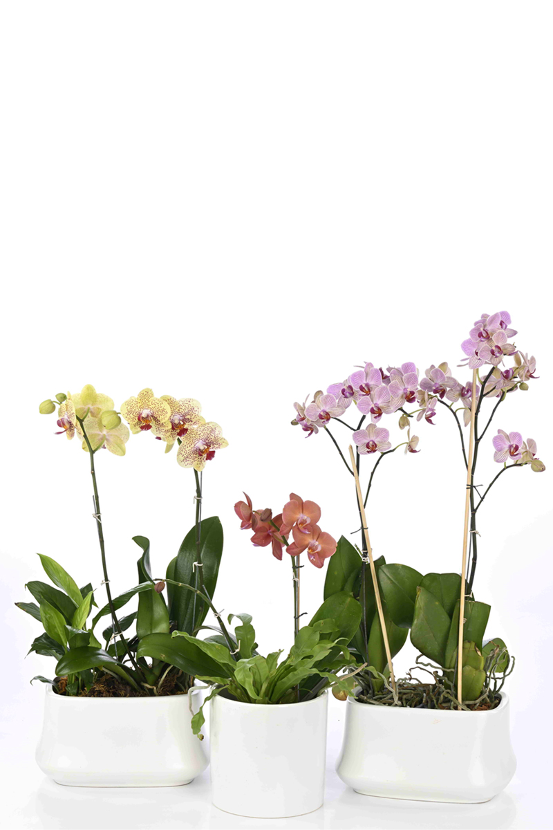Large Green Plant 29