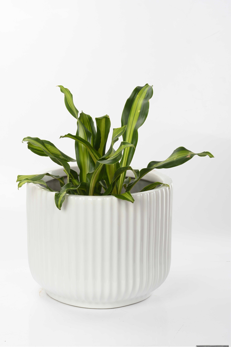 Large Green Plant 28
