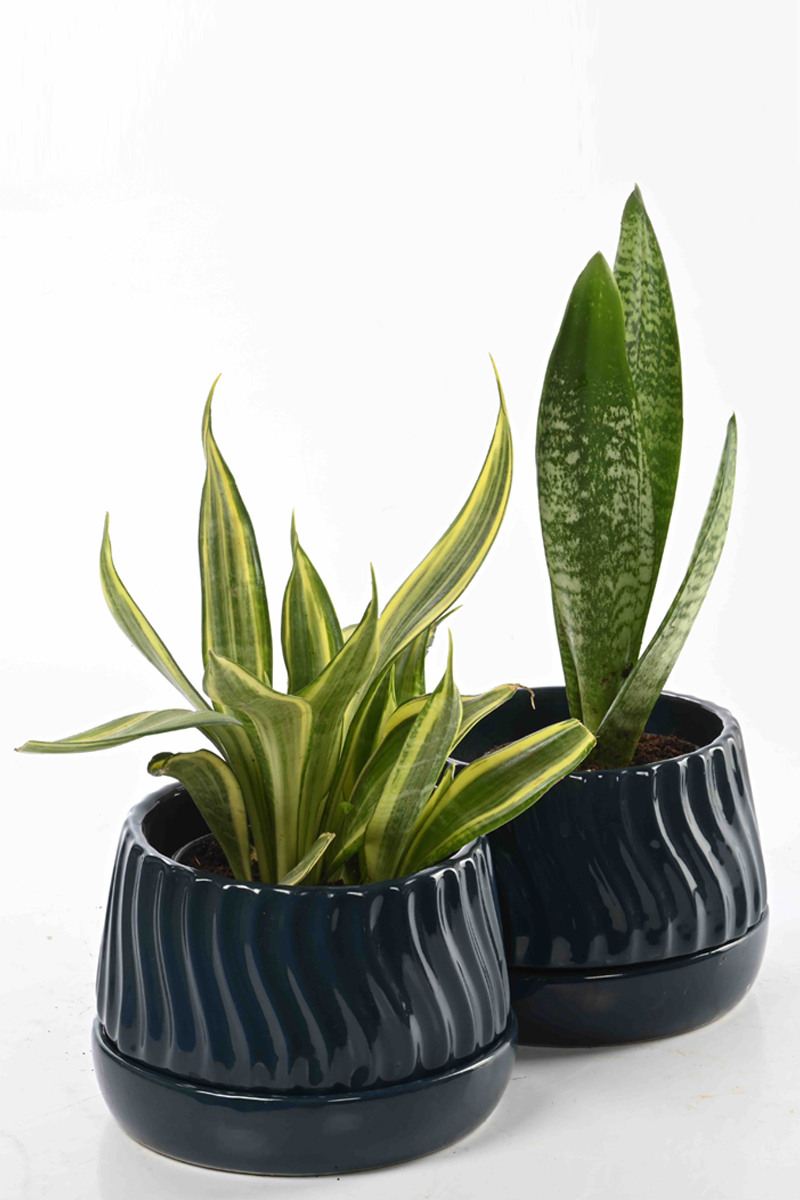Large Green Plant 28