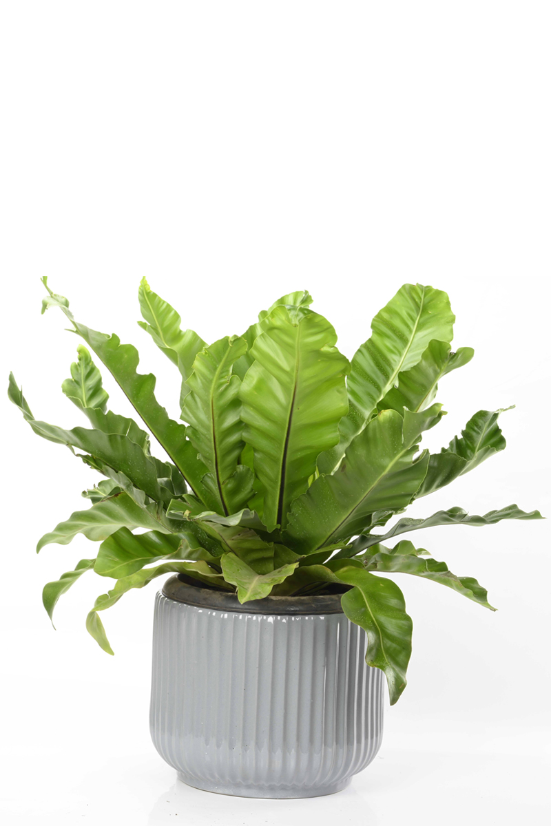 Large Green Plant 28