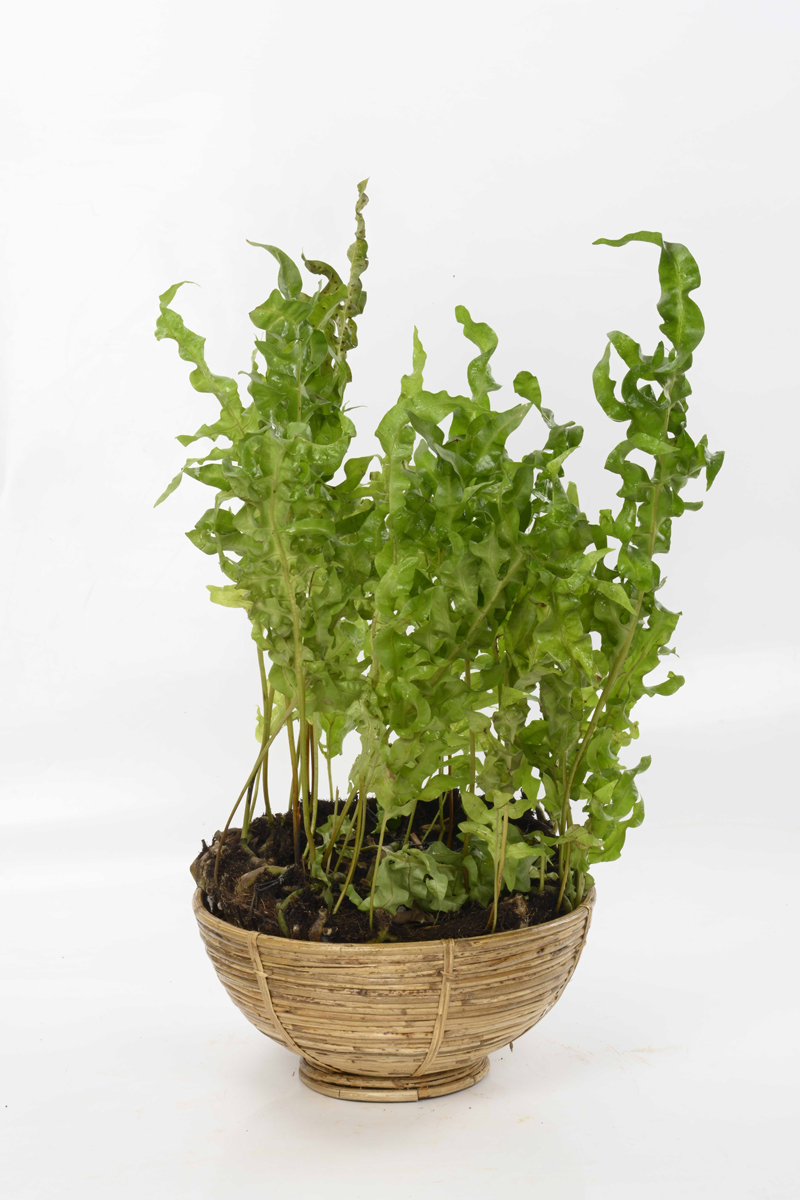 Large Green Plant 28