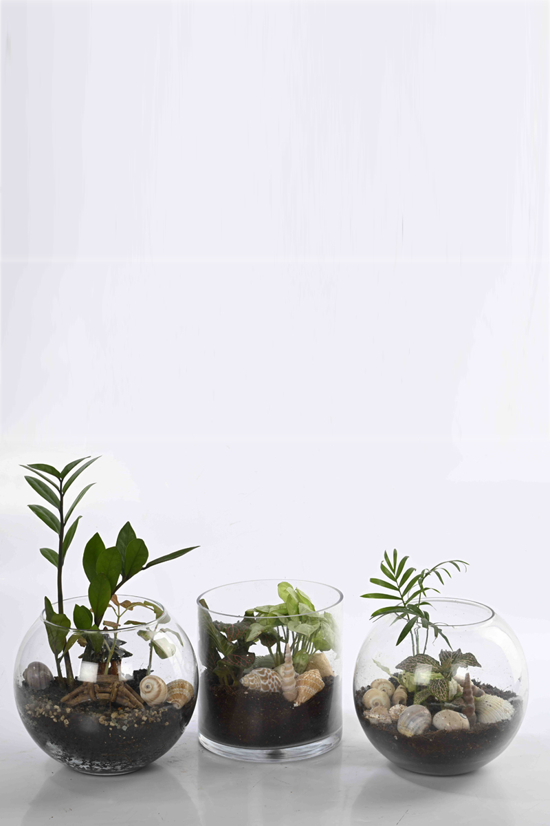 Terrarium group