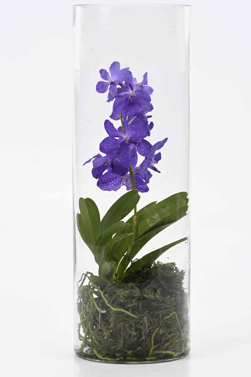 Vanda 1