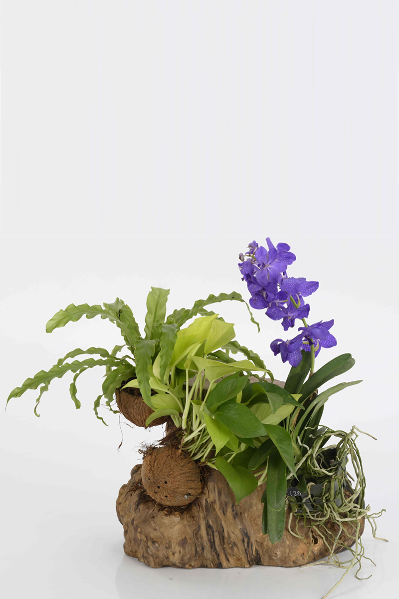Large Green Plant 29