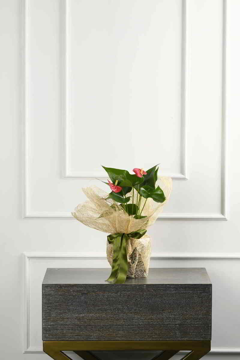 Large Green Plant 28