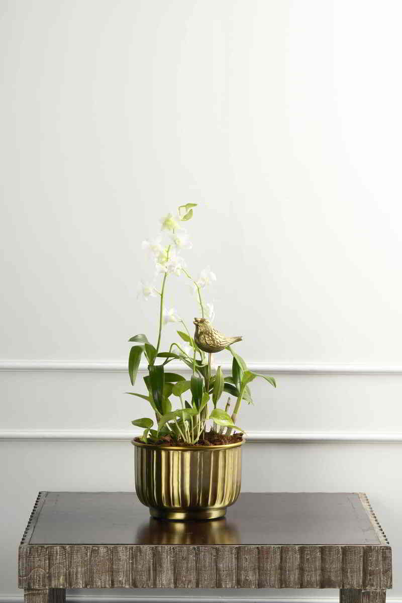 Large Green Plant 29