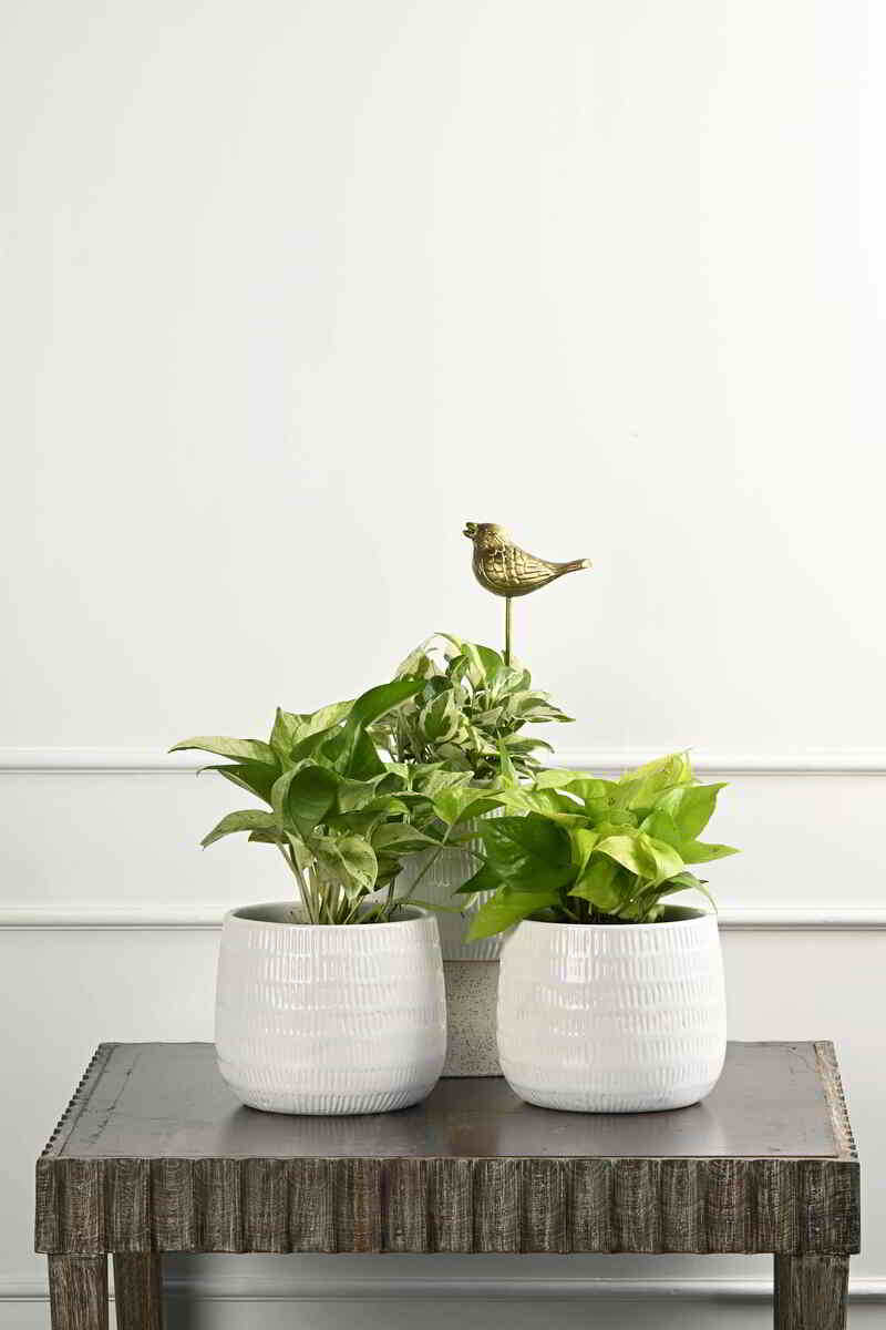 Large Green Plant 29