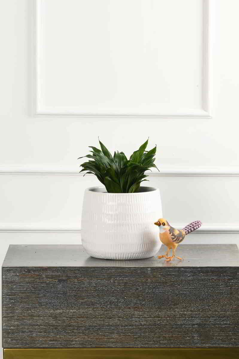 Large Green Plant 29