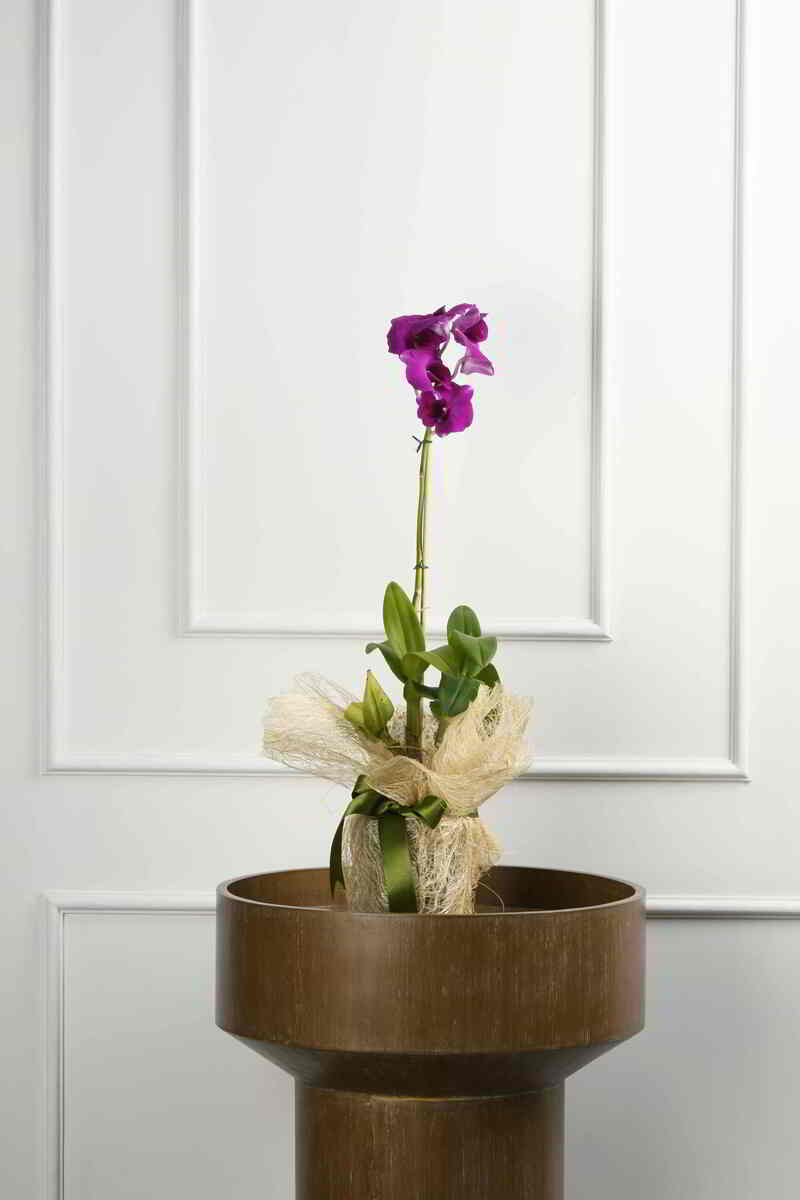 Large Green Plant 29