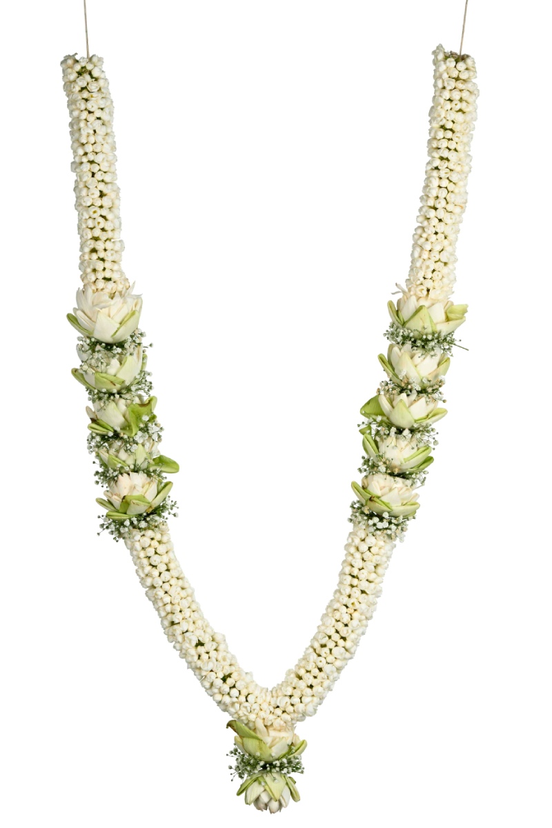 Large Green Plant 29