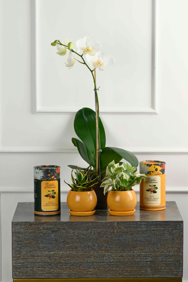 Large Green Plant 28