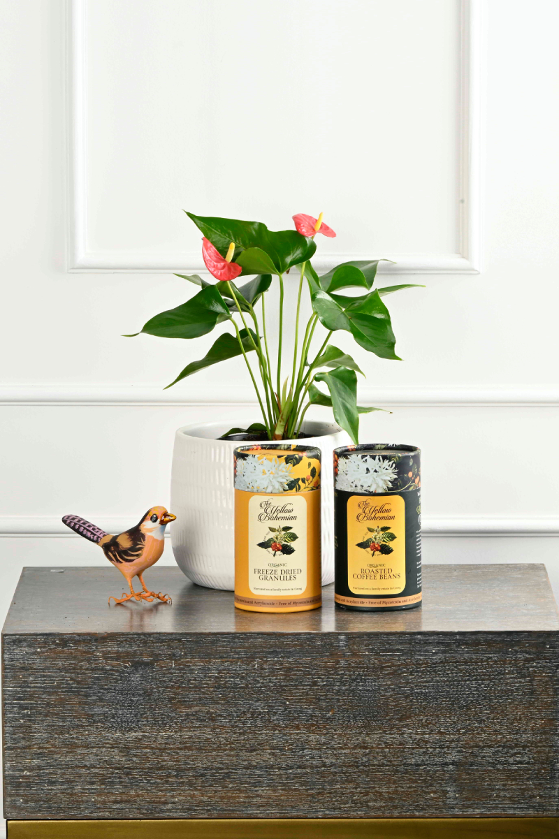 Large Green Plant 29