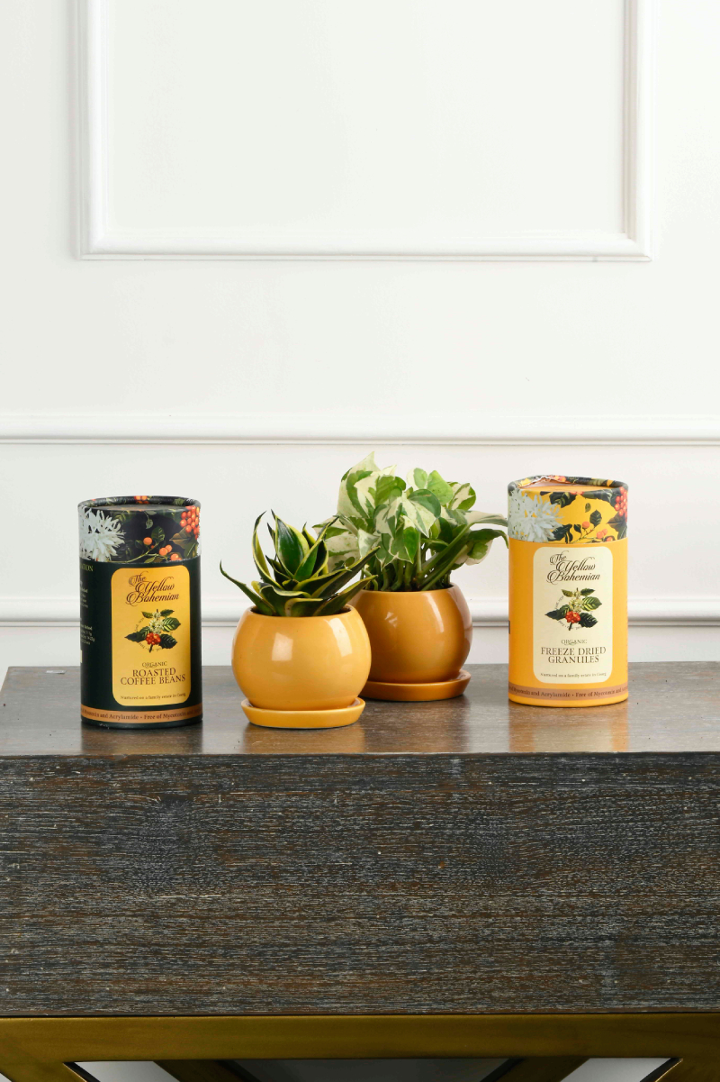 Large Green Plant 29