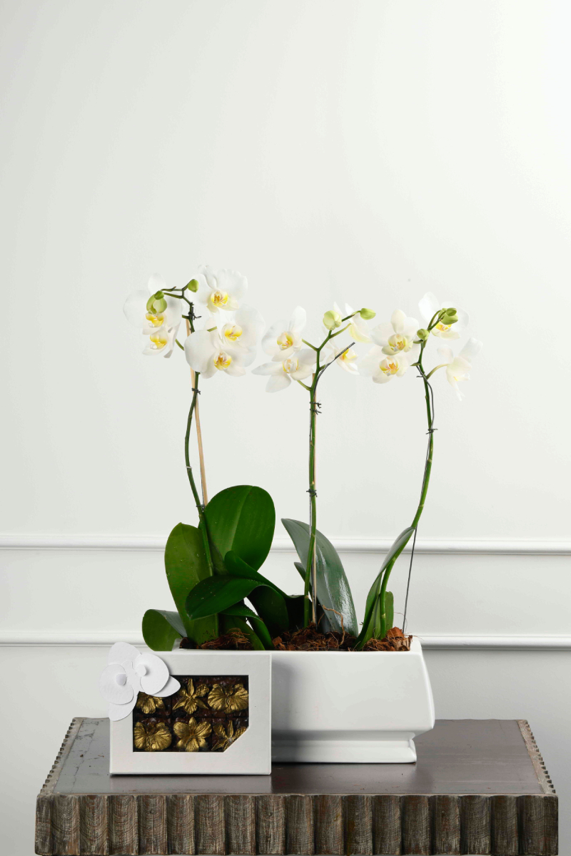 Large Green Plant 28