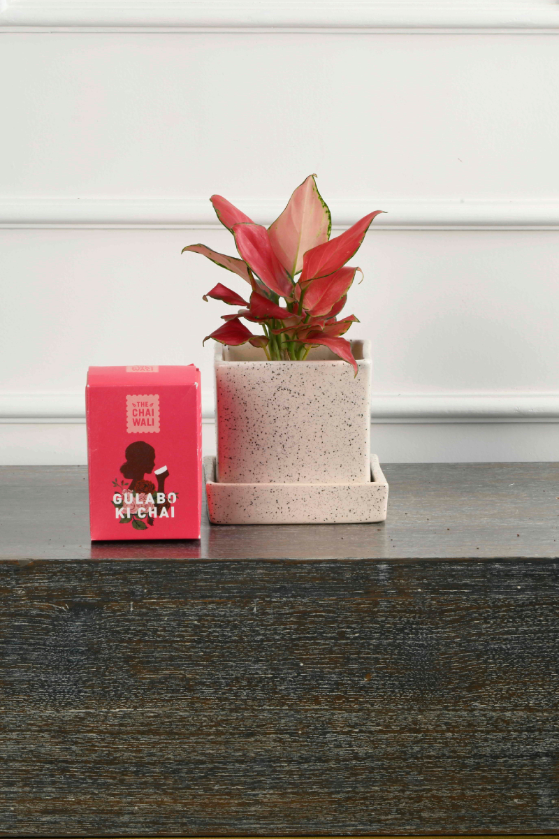 Large Green Plant 29