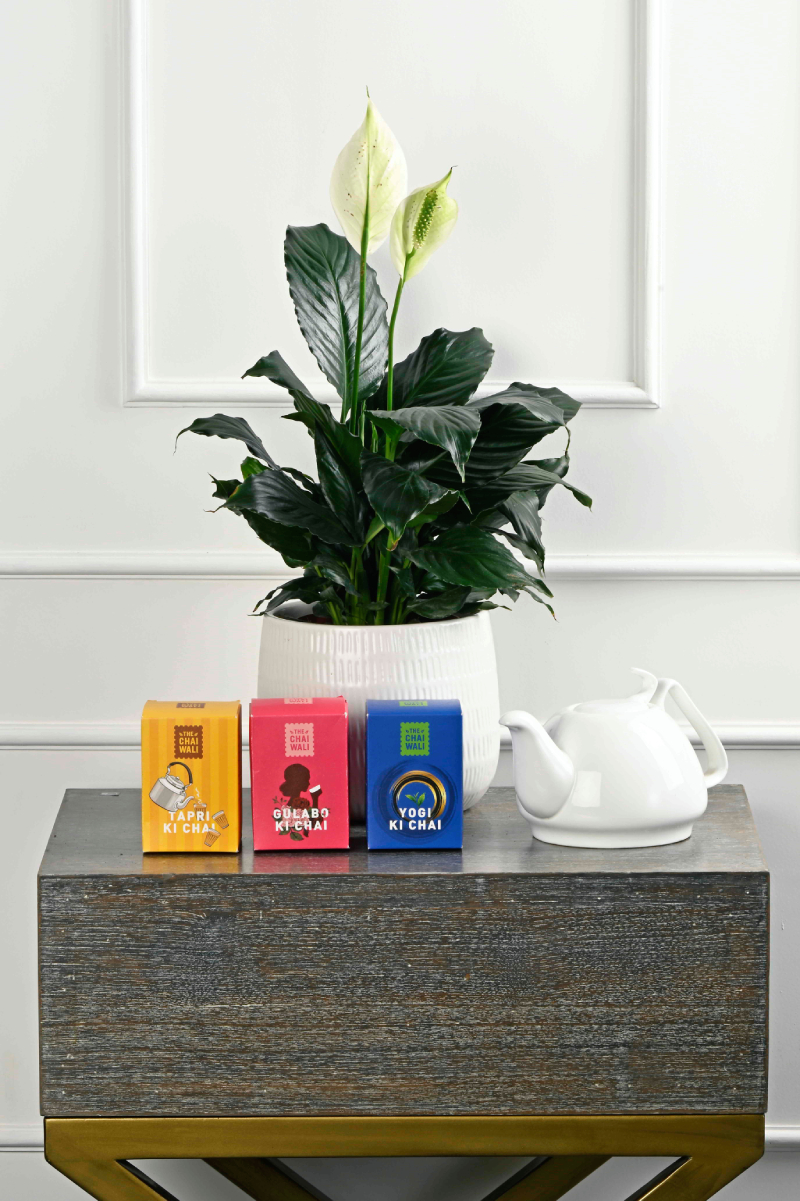 Large Green Plant 29