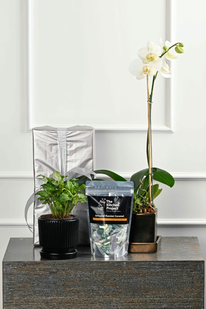 Large Green Plant 29