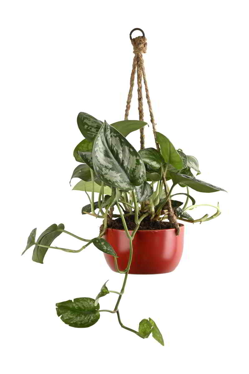 Large Green Plant 29