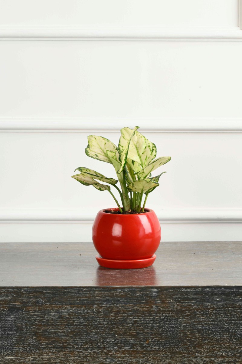 Large Green Plant 28