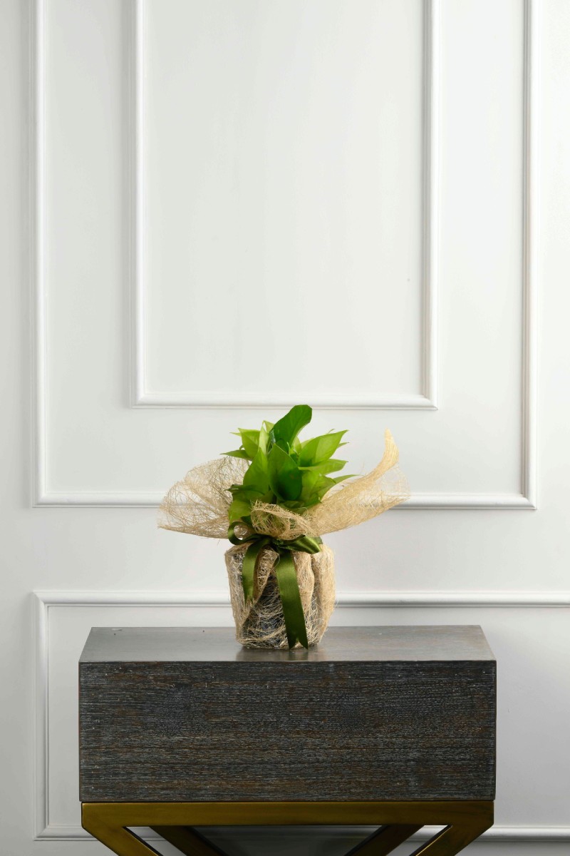 Large Green Plant 28