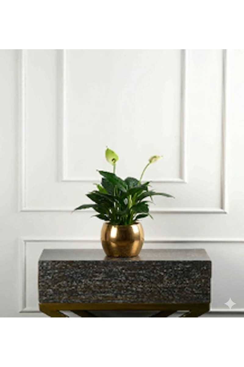 Large Green Plant 28