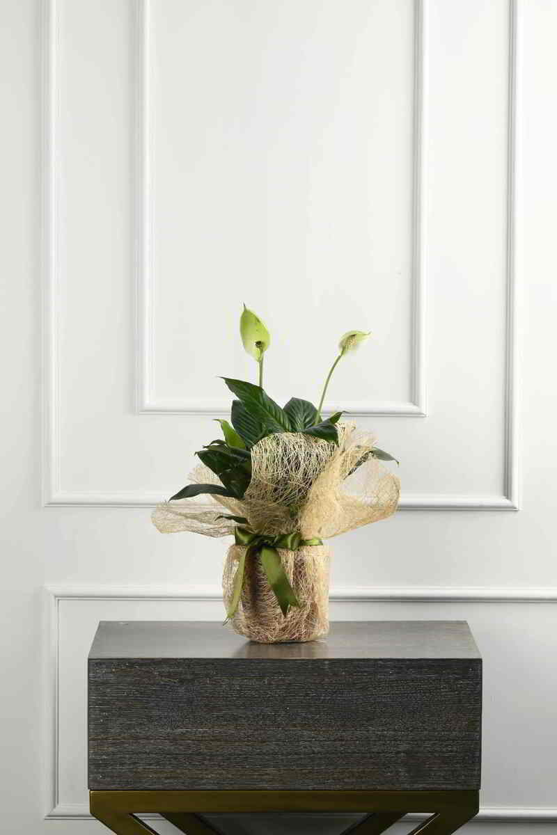 Large Green Plant 28